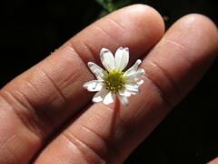 Symphyotrichum moranense
