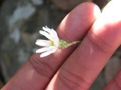 Symphyotrichum moranense