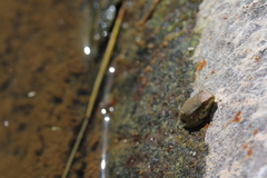Eleutherodactylus johnstonei