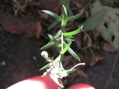 Symphyotrichum moranense