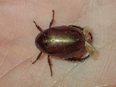 Anomala densa