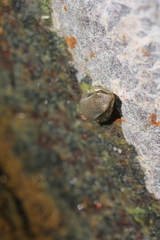 Eleutherodactylus johnstonei