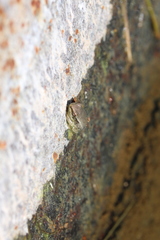 Eleutherodactylus johnstonei