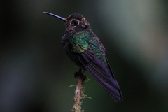 Boissonneaua jardini