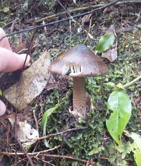 Amanita pekeoides