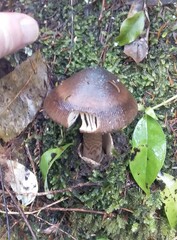 Amanita pekeoides