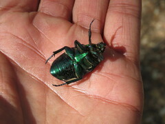 Cotinis laticornis
