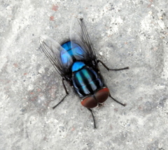 Sarconesiopsis magellanica