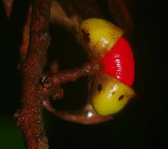 Iryanthera hostmannii