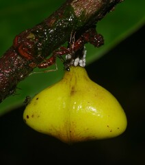 Iryanthera hostmannii