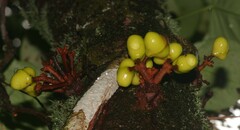 Iryanthera hostmannii