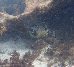 Lactophrys triqueter