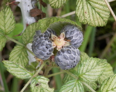 Rubus niveus