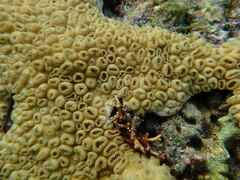 Palythoa caribaeorum