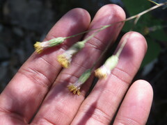 Brickellia adenolepis