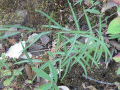 Brickellia adenolepis