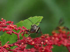 Cissus erosa