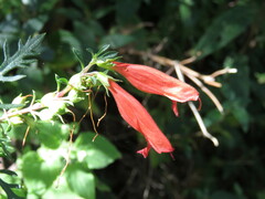 Lamourouxia multifida