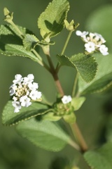 Lantana involucrata