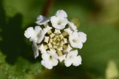 Lantana involucrata