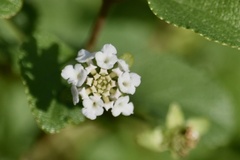 Lantana involucrata