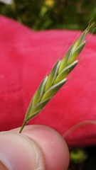 Bromus lithobius