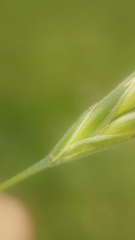 Bromus lithobius