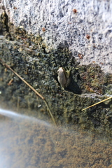 Eleutherodactylus johnstonei
