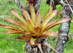 Tillandsia complanata