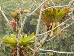 Tillandsia complanata