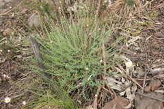 Rhodanthe anthemoides