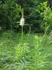 Sanguisorba canadensis