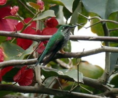 Urosticte ruficrissa