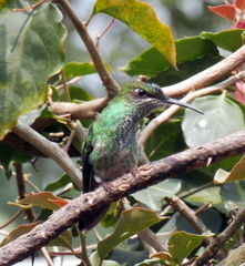 Heliodoxa leadbeateri