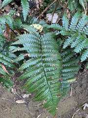 Polystichum wawranum