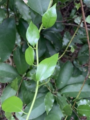 Passiflora tetrandra