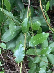 Passiflora tetrandra