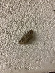 Calliodes pretiosissima