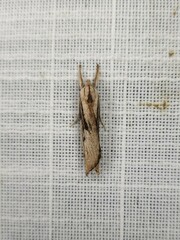 Pilostibes basivitta