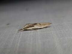 Pilostibes basivitta