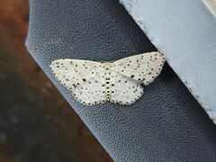 Idaea punctatissima