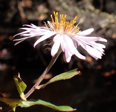 Ampelaster carolinianus