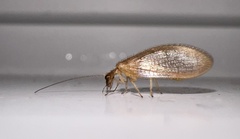 Hemerobius