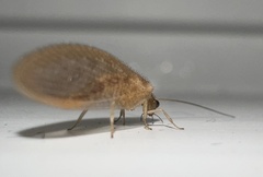Hemerobius