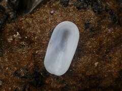 Scutus