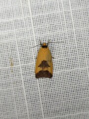 Ageletha hemiteles