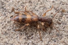Cymatodera undulata