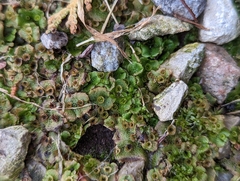 Marchantia polymorpha
