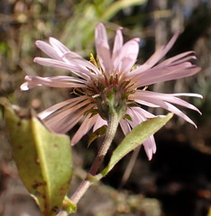 Ampelaster carolinianus