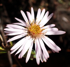 Ampelaster carolinianus